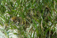 Echidna nebulosa (Snowflake Moray)