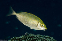 Siganus fuscescens (Mottled Rabbitfish)