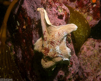 Patiria miniata (Bat Star)