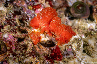 Ritterella rubra (Red Currant Tunicate)