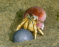 Isocheles pilosus (Moonsnail Hermit Crab)