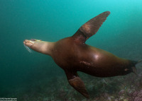 Zalophus californianus (California Sea Lion)