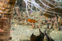 Semicossyphus pulcher (California Sheephead)