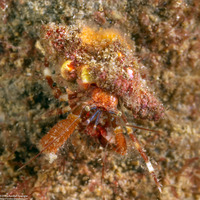 Haigiopagurus diegensis (San Diego Hermit Crab)