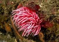 Okenia rosacea (Hopkins' Rose Nudibranch)