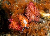 Favorinus tsuruganus (Ringed Favorinus)