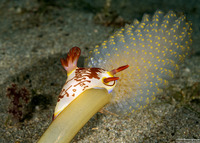 Sycozoa sp.1 (Sycozoa sp.1)