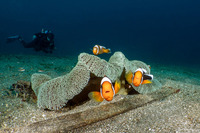 Stichodactyla haddoni (Haddon's Sea Anemone)