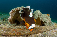 Stichodactyla haddoni (Haddon's Sea Anemone)