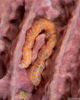 Synaptula sp.4 (Synaptula sp.4)
