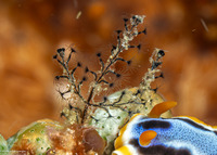 Synthecium flabellum (Synthecium Flabellum)