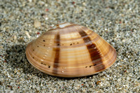 Callista planatella (Planetary Venus)