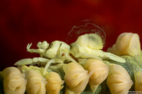 Family Bopyridae (Bopyrid Parasite)