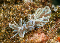 Phyllodesmium crypticum (Cryptic Phyllodesmium)