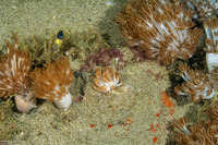 Phyllodesmium jakobsenae (Jakobsen’s Phyllodesmium)