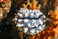 Phyllidiella rudmani (Rudman's Phyllidiella)