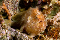 Abantennarius coccineus (Freckled Frogfish)