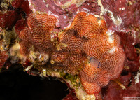 Steginoporella magnilabris (Steginoporella magnilabris)