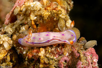 Hexabranchus lacer (Spanish Lace Dancer)