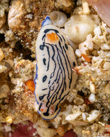 Hypselodoris maritima (Coastal Hypselodoris)