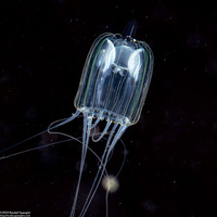 Janiopsis sp.1 (Janiopsis sp.1)