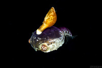 Infraorder Brachyura (Larval Crab (Megalopa Stage))