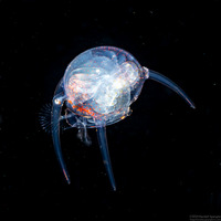 Infraorder Brachyura (Larval Crab (Zoea Stage))