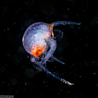 Infraorder Brachyura (Larval Crab (Zoea Stage))