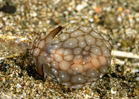 Pleurobranchaea brockii (Brock's Pleurobranch)