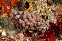 Phyllodesmium tuberculatum (Tuberculate Phyllodesmium)
