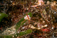 Class Pycnogonida (Sea Spider)