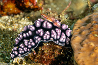 Eviota prasites (Hairfin Dwarfgoby)