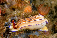 Hypselodoris emma (Emma’s Hypselodoris)