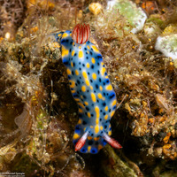 Hypselodoris infucata (Fire Hypselodoris)