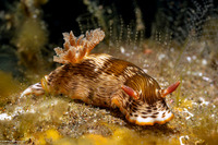 Chromodoris balat (Blotched Chromodoris)