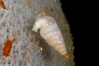 Rissoina ambigua (Ambiguous Rissoina)