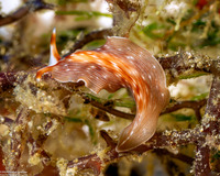 Prostheceraeus sp.1 (Prostheceraeus sp.1)