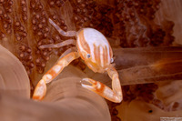 Porcellanella haigae (Haig's Porcelain Crab)