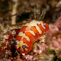 Goniobranchus fidelis (Creamy Chromodoris)
