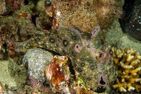 Aplysia argus (Black Ringed Sea Hare)
