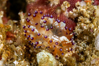 Janolus tricellariodes (White-Spotted Janolus)