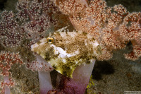 Paramonacanthus choirocephalus (Whiteblotch Filefish)