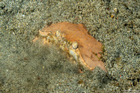 Calappa calappa (Giant Box Crab)