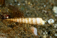 Terebra funiculata (Corded Auger)