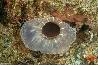 Ascidia ornata (Ascidia Ornata)