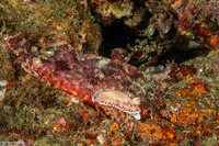 Chromodoris reticulata (Reticulated Chromodoris)