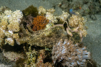 Aplysia argus (Black Ringed Sea Hare)