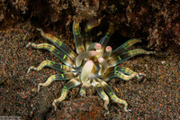 Edwardsianthus pudicus (Edwardsianthus Pudicus)