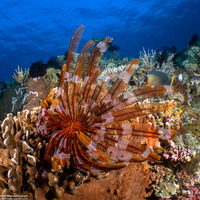 Anneissia bennetti (Bennett's Feather Star)