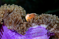 Heteractis magnifica (Magnificent Sea Anemone)